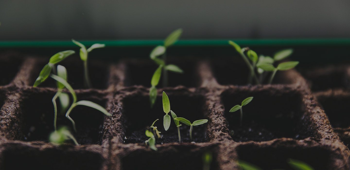 Plants growing in a plant pot