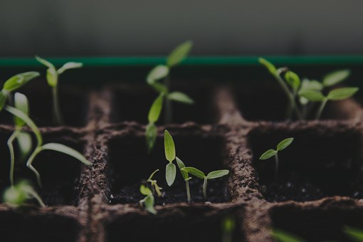Plants growing in a plant pot
