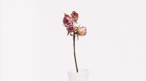 A picture of a wilting rose on a plain off white background